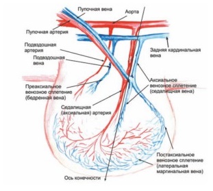Схема кровоснабжения зачатка нижней конечности эмбриона человека на 38–39-е сутки внутриутробного развития.