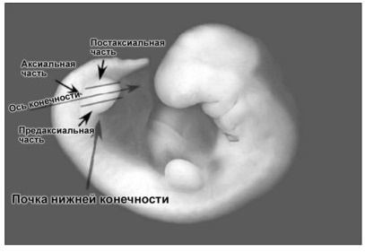 Эмбрион человека на 31-е сутки после оплодотворения.